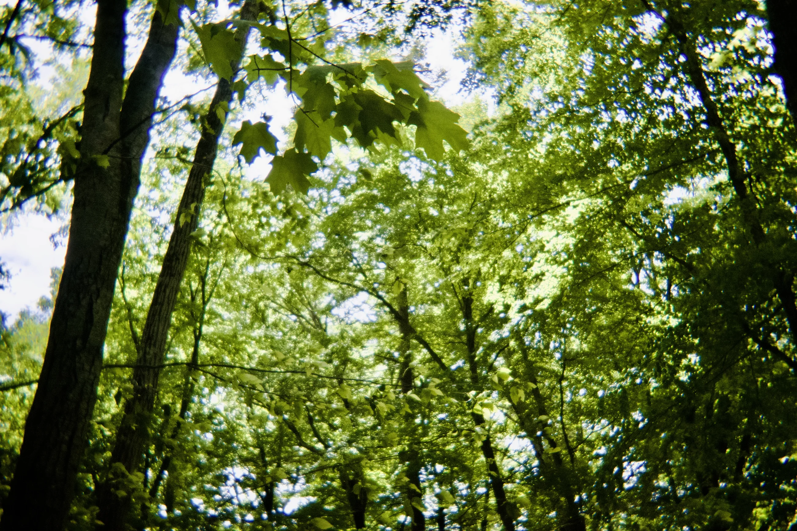 Sunlight filtering through a green tree canopy